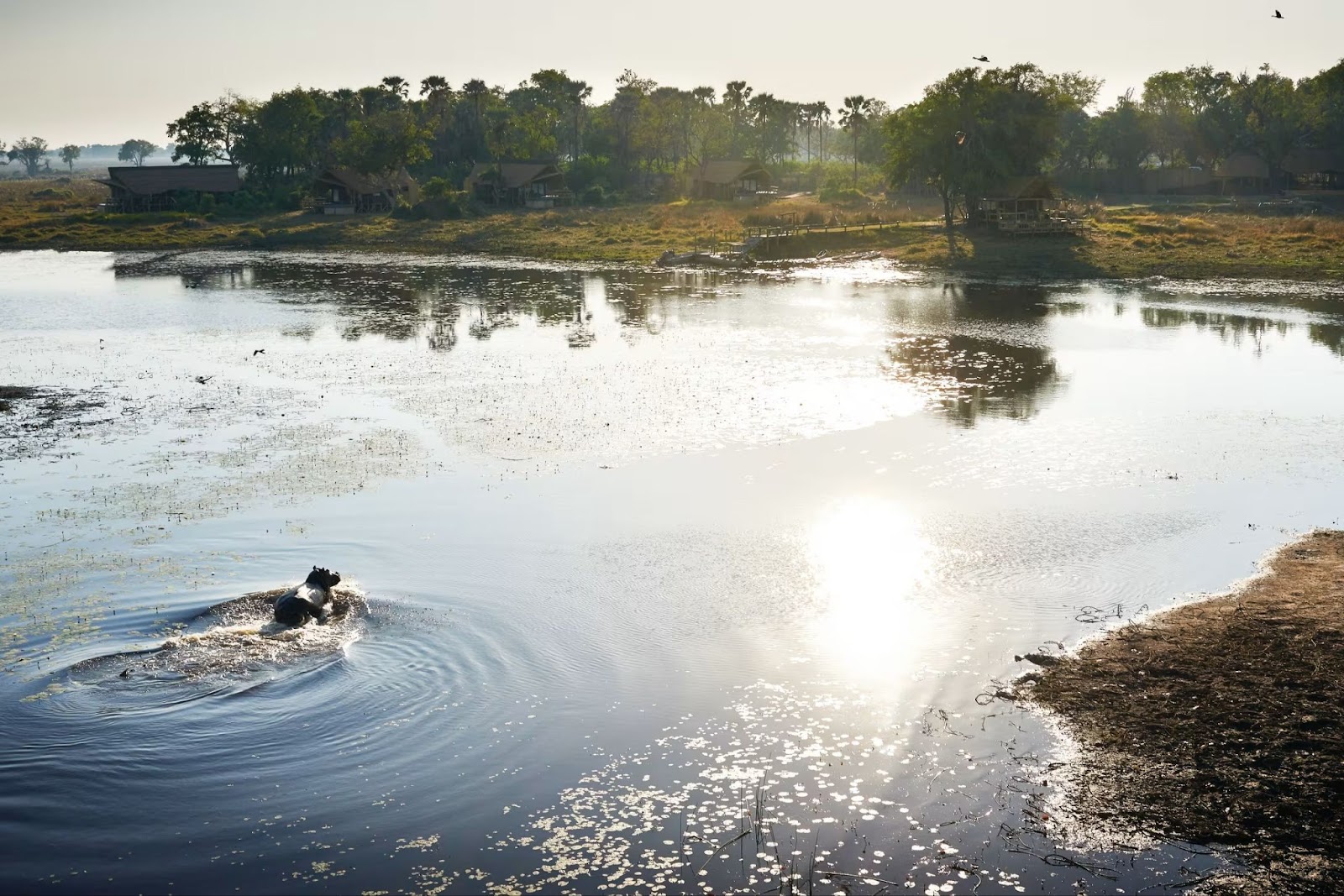 Gallery of images of eagle island lodge and the okavango delta